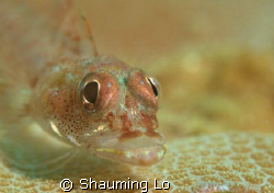 Goby on coral head by Shauming Lo 